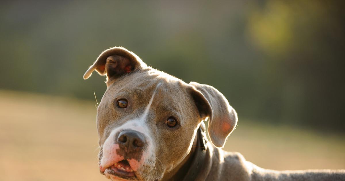 son los perros caros de cuidar