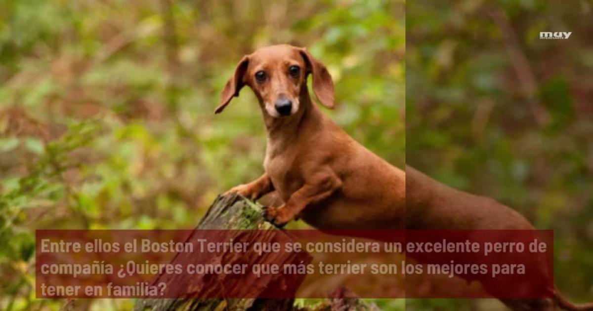 que necesitan los perros para vivir