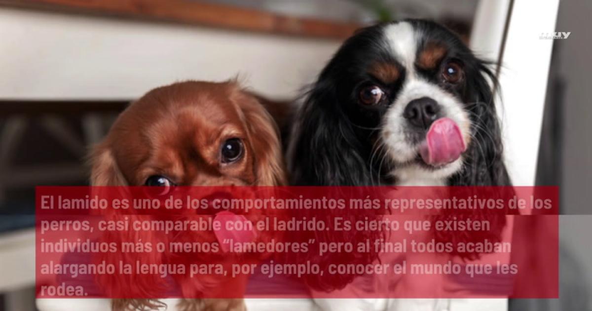 es un perro lamiendo tu cara una muestra de cariño