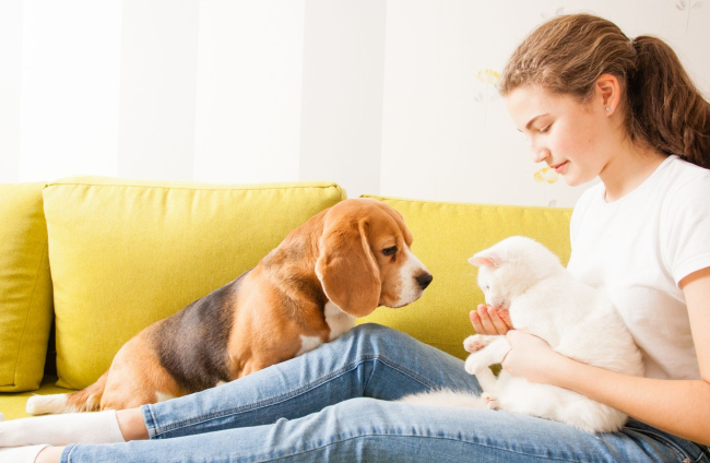 El cambio de última hora en la Ley animal y que afecta al nuevo seguro para  perros