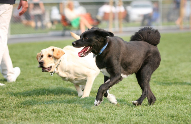 Las nueve reglas que todos los dueños de perros deben seguir en los parques