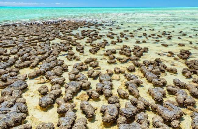 Evidencias de vida en tierra firme hace 3.480 millones de años