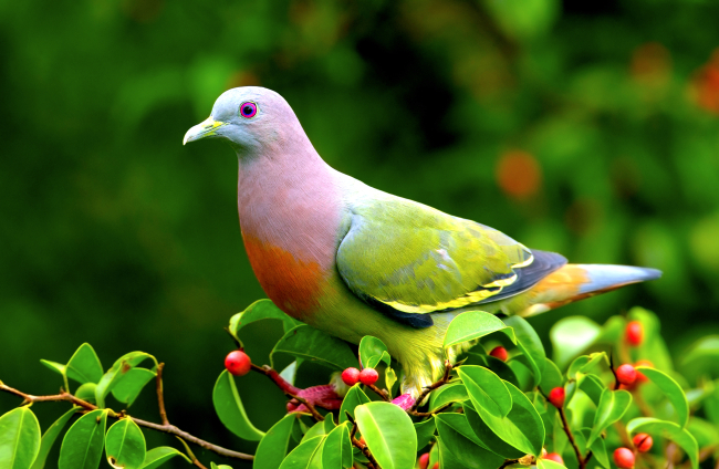 PLUMA AVE ROSADA – La Paloma