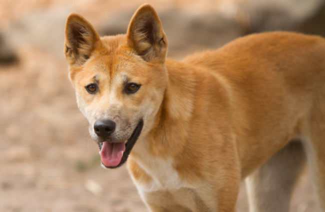 como son los dingos como mascotas