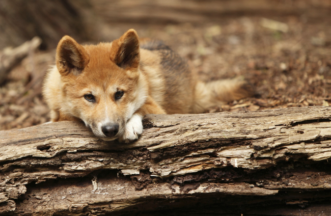 como son los dingos como mascotas