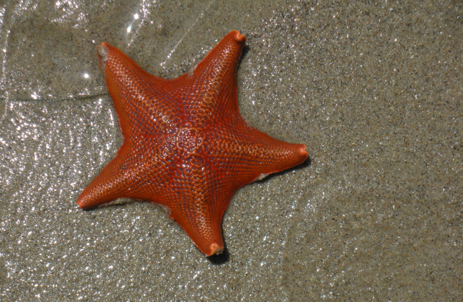 Sabías que las estrellas de mar son, literalmente, cabezas ambulantes?