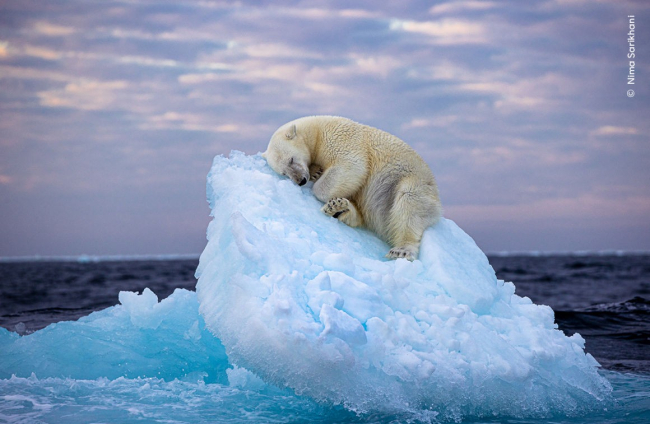 Una imagen de un oso polar durmiendo acurrucado en un iceberg ha capturado los corazones de los votantes