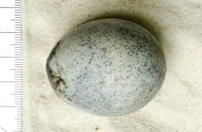 Hallan un huevo de gallina de hace casi 2.000 años totalmente intacto