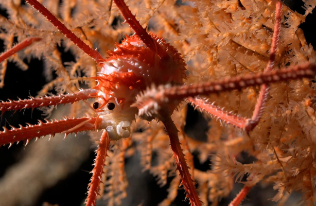 Los científicos han fotografiado más de 100 especies nunca antes vistas que fueron descubiertas durante una expedición a las profundidades marinas.