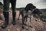 ¿Cómo afecta a los perros de caza en España la nueva ley de bienestar animal?