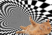 ¿Puede tu mascota ver esta ilusión óptica? Haz la prueba