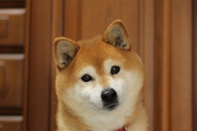 El shiba inu es de origen japonés. Es un perro muy independiente.