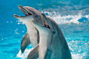 ¿Es el delfín el animal más inteligente del planeta?