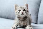 ¿Tu gatito es de color gris? No te pierdas esta selección de nombres para gatos grises.