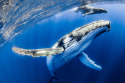Las ballenas jorobadas son bien conocidas por sus cantos.