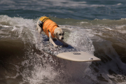 El surf con perros está teniendo tanto éxito fuera de nuestras fronteras que ya existen campeonatos similares al de California en Florida, Australia y Reino Unido.