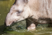 Tapir sudamericano