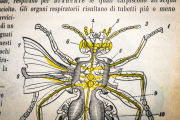Ilustración antigua insecto