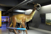 Recreación de Macrauchenia en el Museo Nacional de Historia Natural de Chile