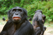 Bonobo en duelo
