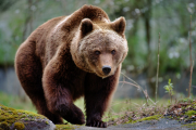 ¿Qué pueden enseñarnos los osos sobre la diabetes?