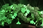La petunia bioluminiscente emite un continuo haz de luz verde.