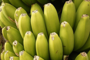 Plátanos, frutas climatéricas