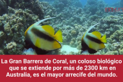 ¿Cuál es el mayor arrecife de coral del mundo? (Álvaro Bayón)