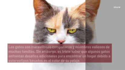Un Estudio Relaciona El Color De Los Gatos Con La Agresividad Y Otro Lo Desmiente