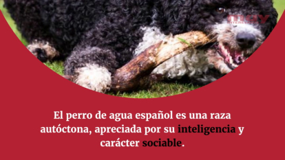 15 curiosidades sorprendentes sobre el perro de agua español