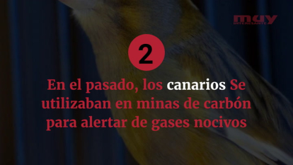 15 cosas que no sabes de los pájaros canarios