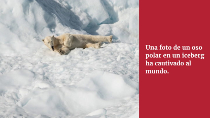 La imagen de un oso polar durmiendo en un pequeño iceberg da la vuelta al mundo (Sarah Romero)