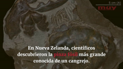 Hallan los fósiles de un cangrejo gigante de 8 millones de años (Sarah Romero)
