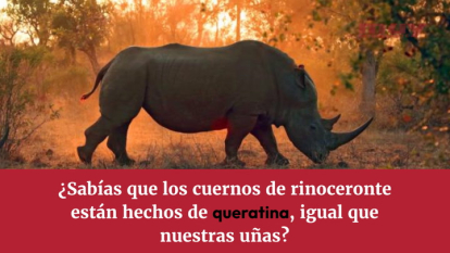 Curiosidades sobre los rinocerontes (Sarah Romero)