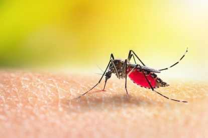 Crean una vacuna transportada por mosquitos