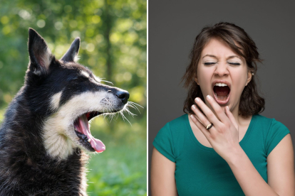 ¿Por qué se nos contagia el bostezo de nuestras mascotas?