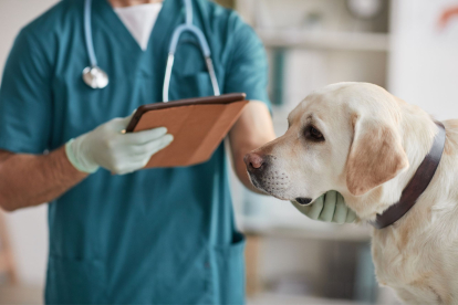 Descubren cómo alargar la vida de perros con cáncer