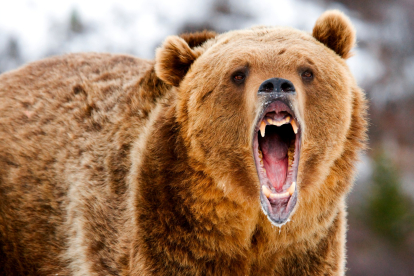 La fascinante lucha de los osos contra las diminutas garrapatas