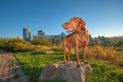 El impacto invisible de la ciudad en los perros: cómo la contaminación afecta la memoria y el comportamiento