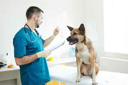 Avances tecnológicos en el cuidado animal: PCR y test de ADN para la salud de tu perro