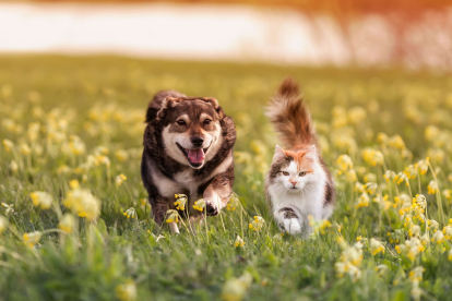 ¿Qué animal es más rápido, un perro o un gato?