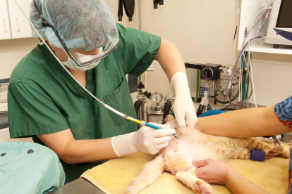 Gato en medio de una cirugía para ser esterilizado