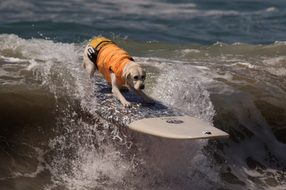 El surf con perros está teniendo tanto éxito fuera de nuestras fronteras que ya existen campeonatos similares al de California en Florida, Australia y Reino Unido.