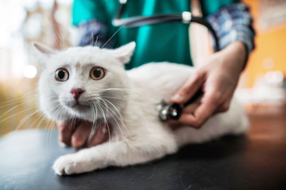 Diagnóstico precoz y tratamiento adecuado, fundamentales para aumentar la esperanza de vida del gato con linfoma