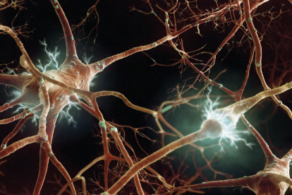 Las sinapsis son los espacios que hay entre dos neuronas, que se comunican entre sí mediante la acción de los neurotransmisores. Su papel es esencial en la asociación de ideas y recuerdos que se almacenan en el cerebro. Son, además, responsables de la gran plasticidad de este órgano y su capacidad de reorganizarse según lo aprendido.