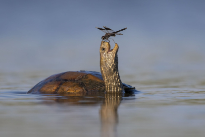 Una tortuga de estanque de los Balcanes (Mauremys rivulata) comparte un momento de coexistencia pacífica con una libélula