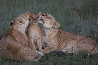 Un par de leonas (Panthera leo) cuidan con devoción a uno de sus cinco cachorros