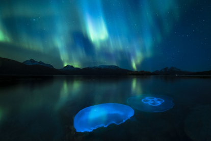 Medusas lunares en las aguas de  Tromsø, en el norte de Noruega, iluminadas por la aurora boreal.