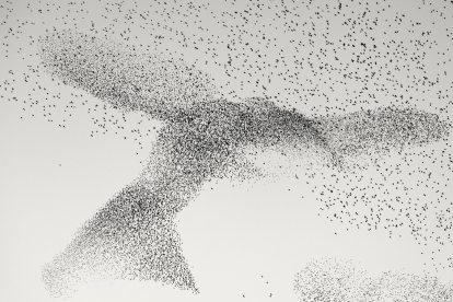 Una fascinante masa de estorninos gira en forma de un pájaro gigante