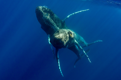 Captan el primer apareamiento de ballenas jorobadas y resultan ser dos machos